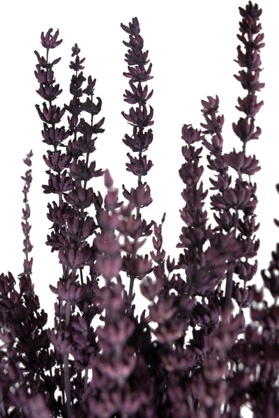 Lavanda conservata H50-60 cm. mov