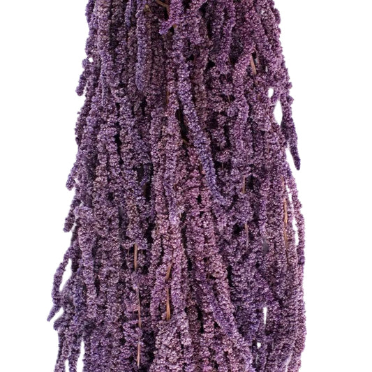 Legatura Crenguta conservata de Amaranthus H40-70 cm. mov