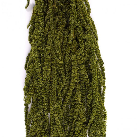 Legatura Crenguta conservata de Amaranthus H40-70 cm. verde