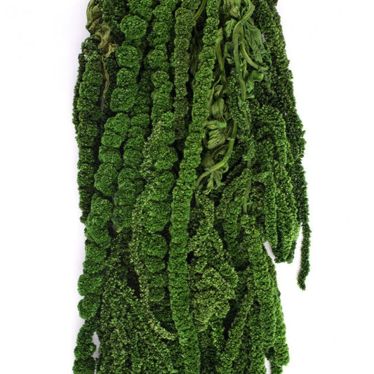 Legatura Crenguta conservata de Amaranthus H40-70 cm. verde inchis