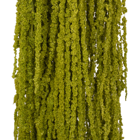 Legatura Crenguta conservata de Amaranthus H70-80 cm verde broccoli RR37