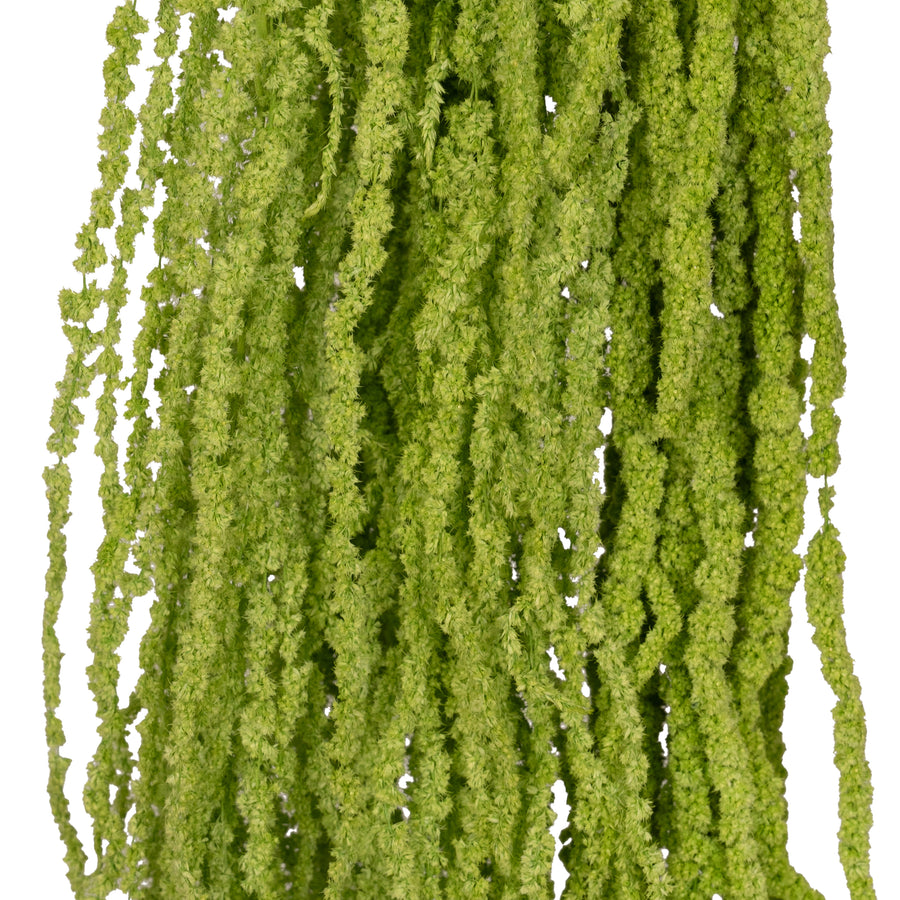 Legatura Crenguta conservata de Amaranthus H70-80 cm verde intens RR3