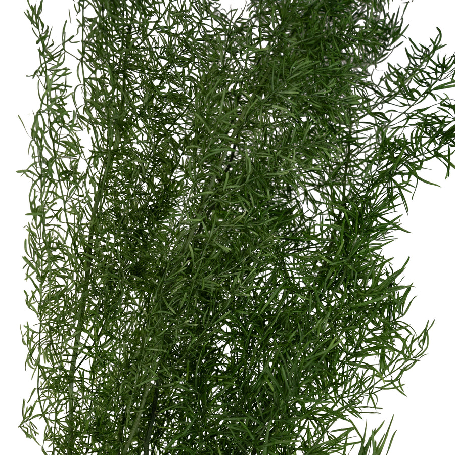 Legatura Crenguta conservata de Asparagus sprengeri H50-80cm. verde broccoli