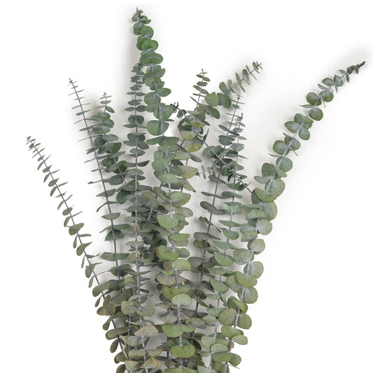 Legatura Crenguta conservata de Eucalipt Baby H60-70 cm. verde inchis RR1