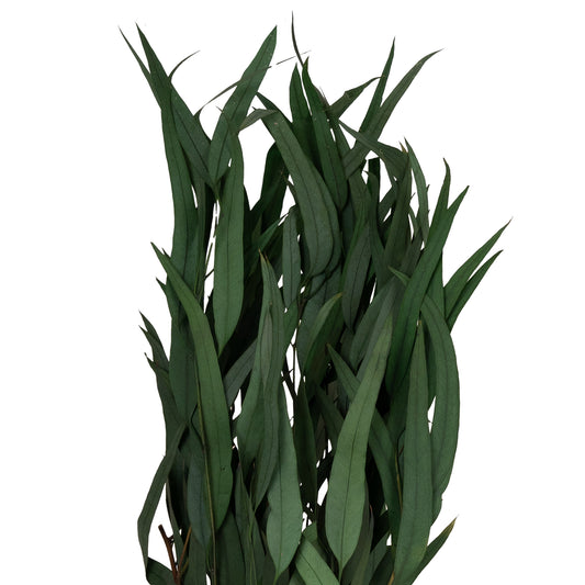 Legatura Crenguta conservata de Eucalipt nicoly H40-80 cm verde deschis