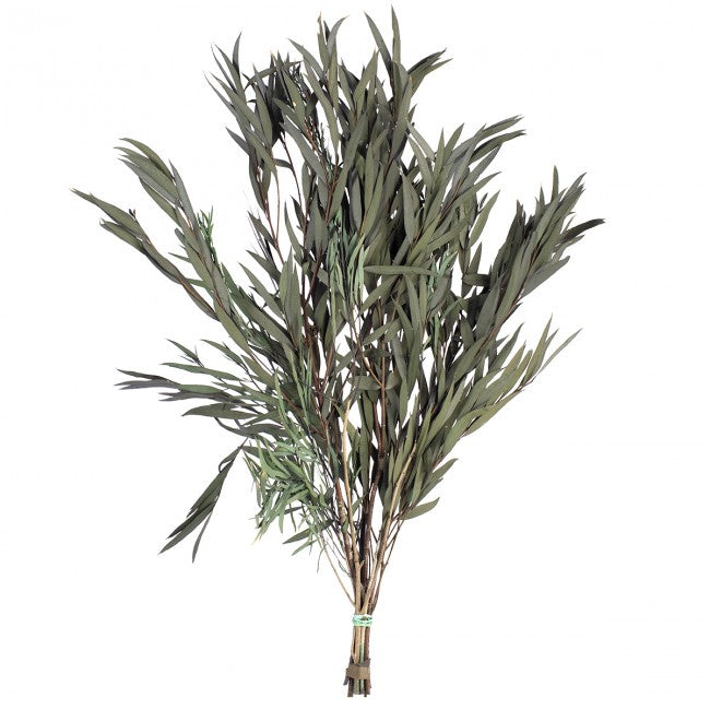 Legatura Crenguta conservata de Eucalipt nicoly H40-80 cm. verde inchis