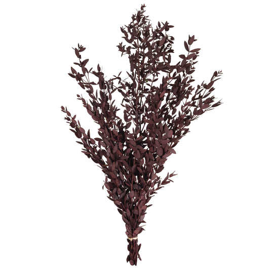 Legatura Crenguta conservata de Eucalipt parvifolia H60-70 cm burgundy