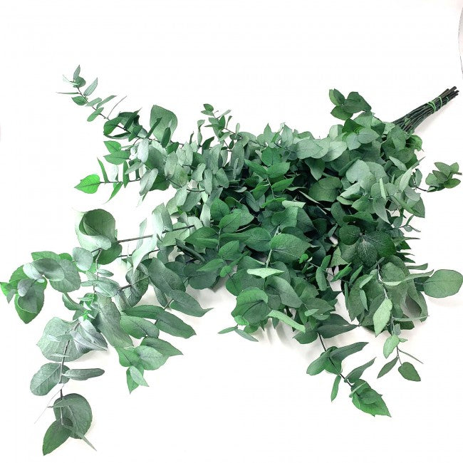 Legatura Crenguta conservata de Eucalipt stuartiana H50-80 cm verde