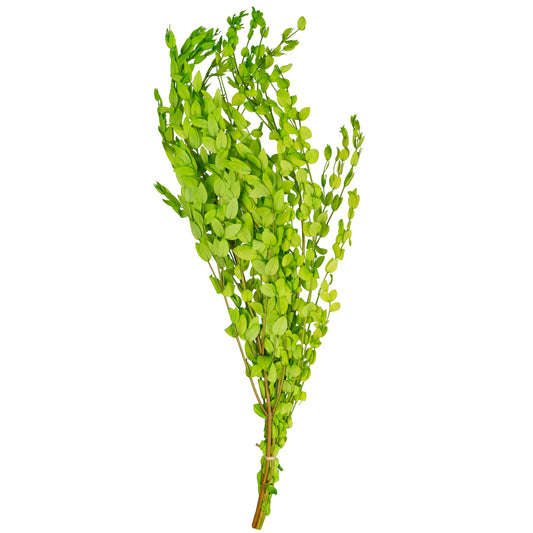 Legatura Crenguta conservata de Gume Eucalipt blue H60-70 cm. verde deschis