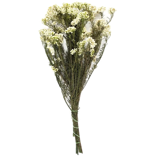 Legatura Crenguta conservata de Helychrisium diosmi H30-60 cm. alb