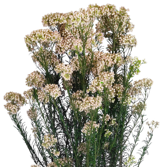 Legatura Crenguta conservata de Helychrisium diosmi H60-70 cm. alb