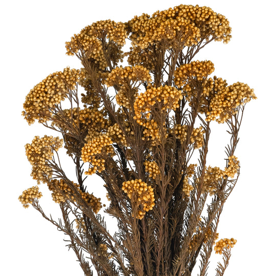 Legatura Crenguta conservata de Helychrisium diosmi H60-70 cm piersica