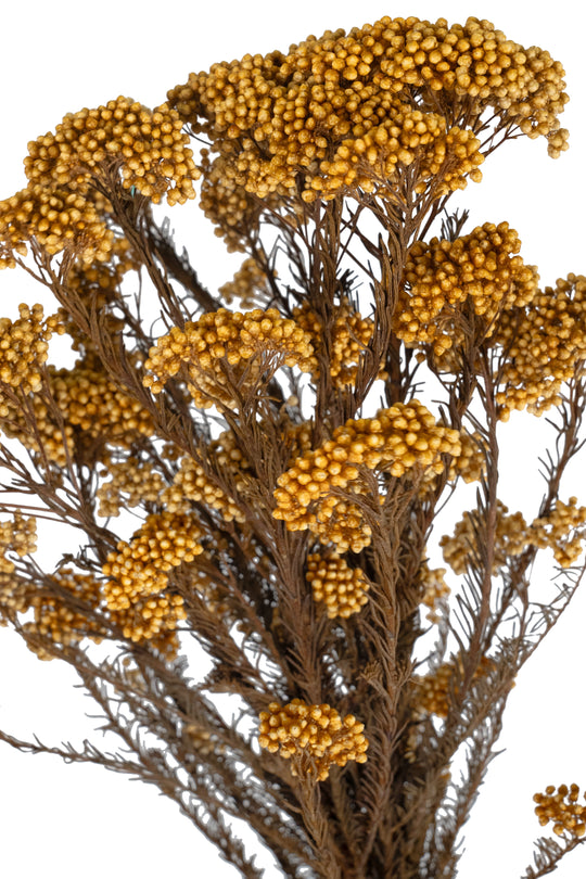 Legatura Crenguta conservata de Helychrisium diosmi H60-70 cm piersica