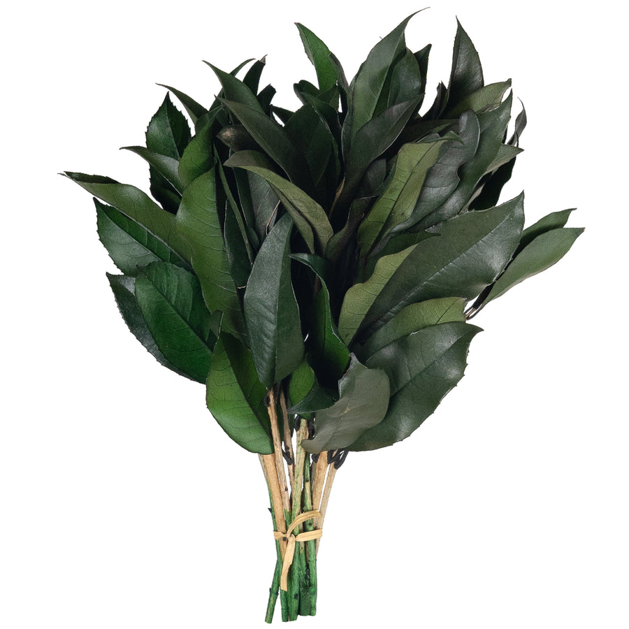 Legatura Crenguta conservata de Osmanthus H15-20 cm. verde