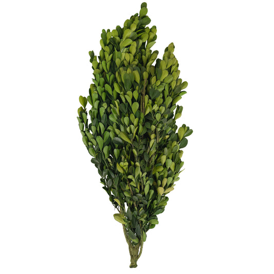 Legatura Crengute de Buxus conservat H40-60 cm verde deschis RR4