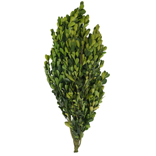 Legatura Crengute de Buxus conservat H40-60 cm verde deschis RR4