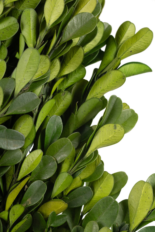 Legatura Crengute de Buxus conservat H40-60 cm verde deschis RR4
