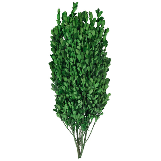 Legatura Crengute de Buxus conservat H40-60 cm verde intens RR3