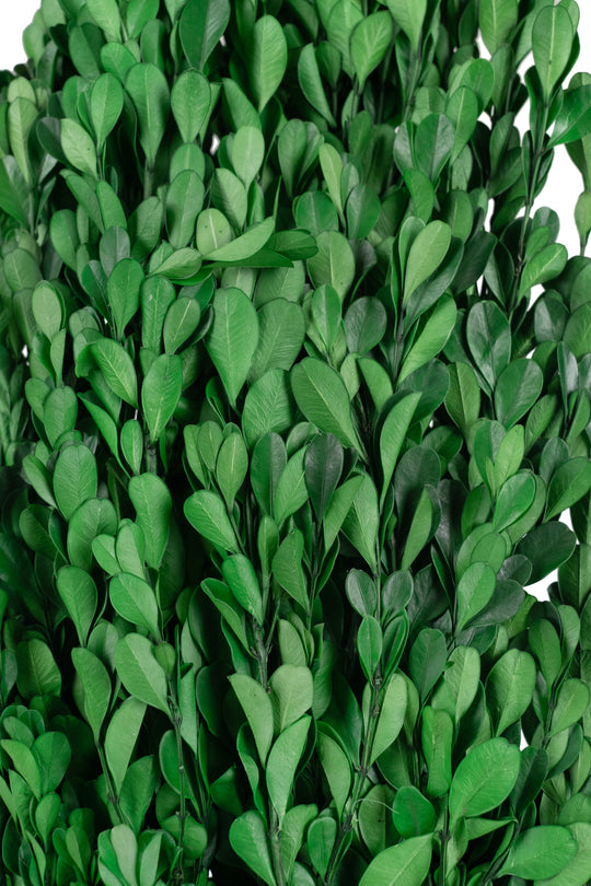 Legatura Crengute de Buxus conservat H40-60 cm verde intens RR3