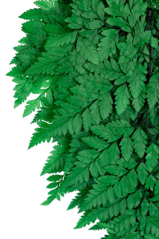 Legatura Feriga conservata H30-40 cm verde