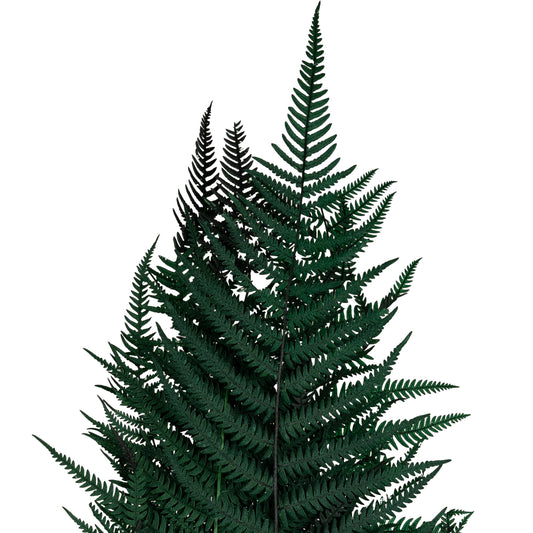 Legatura Feriga conservata H50-60 cm verde inchis