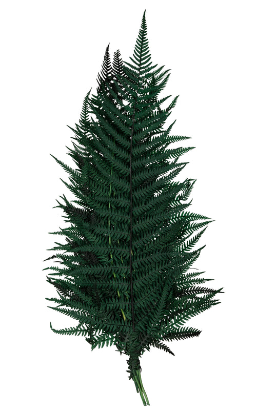 Legatura Feriga conservata H50-60 cm verde inchis