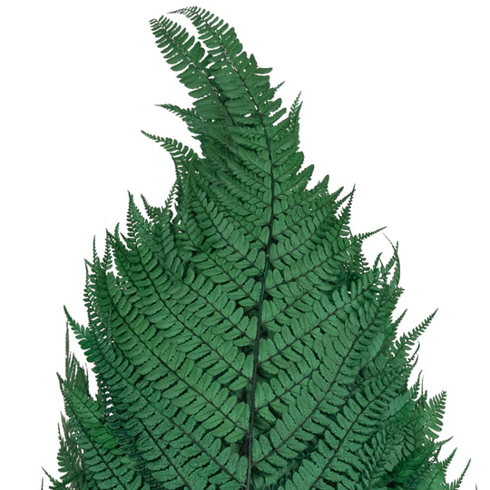 Legatura Feriga conservata H60-70 cm verde inchis