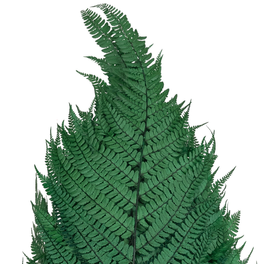 Legatura Feriga conservata H60-70 cm verde inchis
