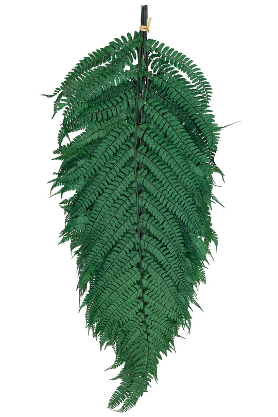 Legatura Feriga conservata H60-70 cm verde inchis