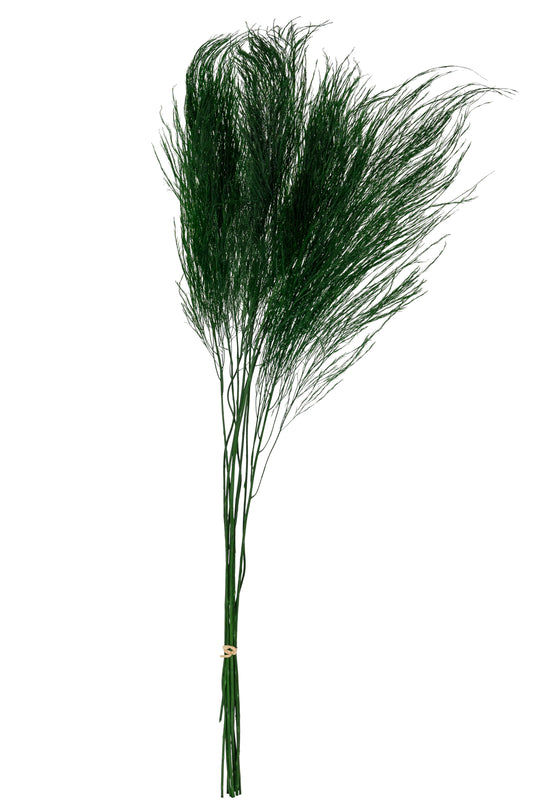 Legatura Feriga conservata Tiki H40-50 cm verde inchis RR1