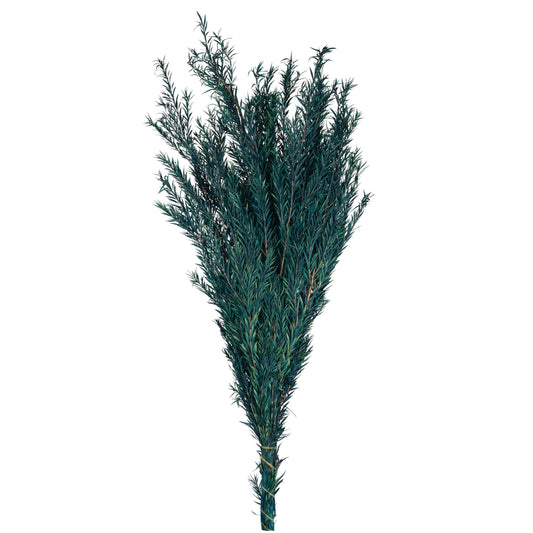 Legatura Planta curgatoare conservata rozmarin H50-100 cm verde albastrui