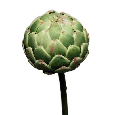 Leguma artificiala Leguma artificiala Anghinare 64 cm HO