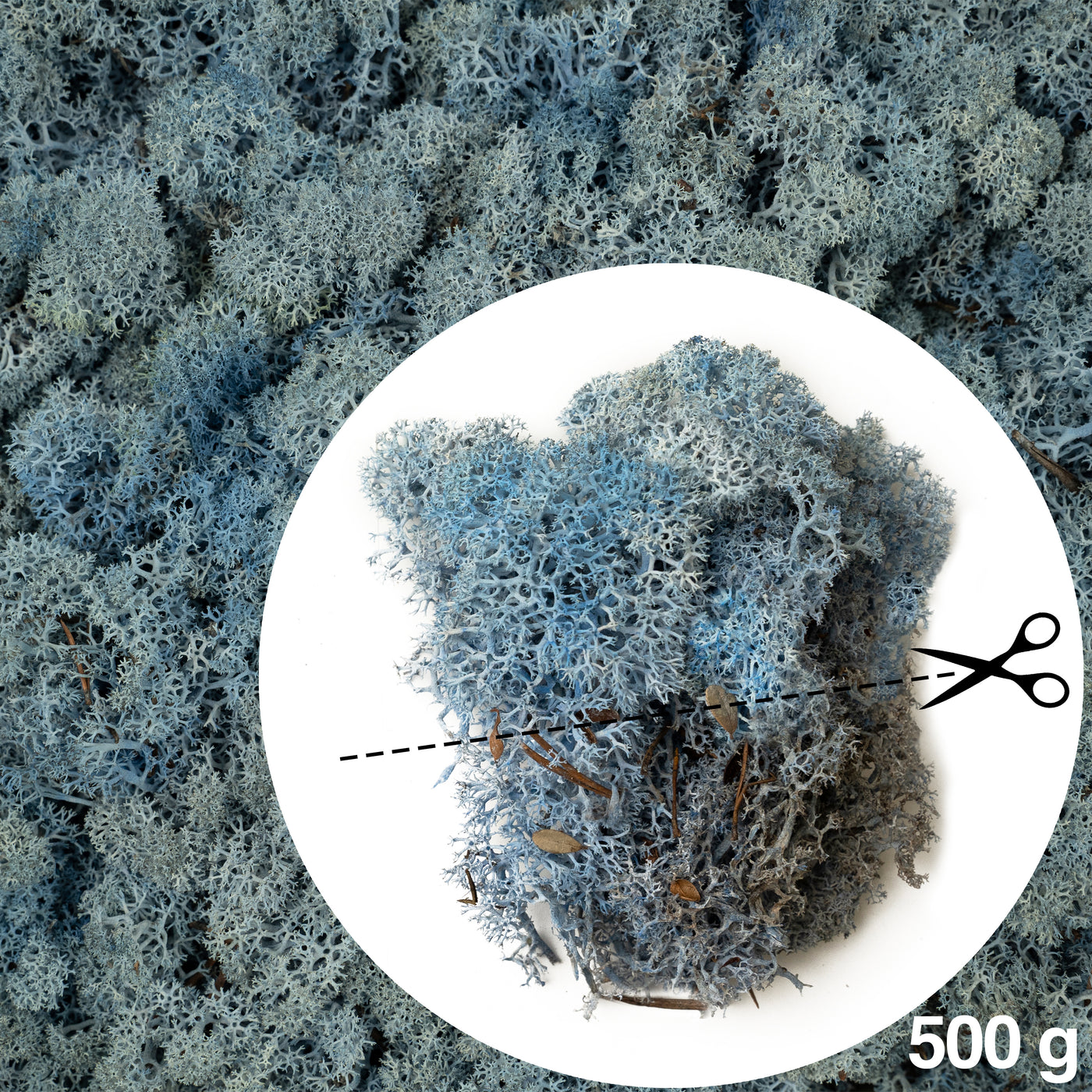 Licheni conservati 0.5kg.albastru lavanda-culoare neuniforma