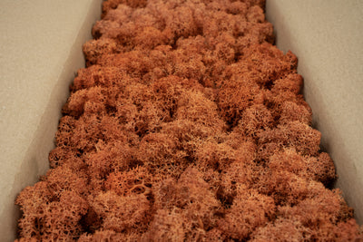 Licheni conservati cu radacina 500 g mango, 10 cutii acopera 1 mp