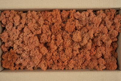 Licheni conservati cu radacina 500 g mango, 10 cutii acopera 1 mp