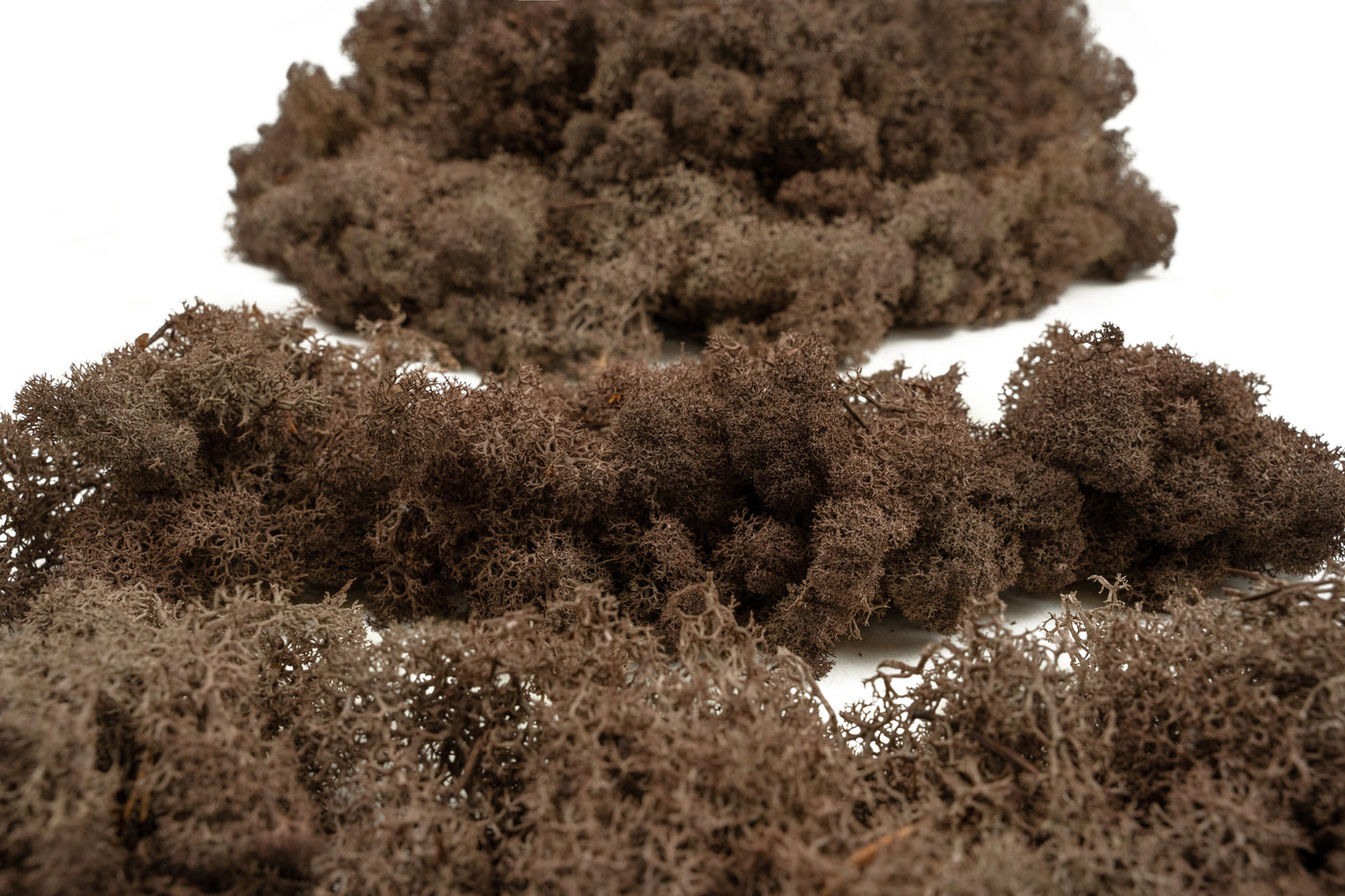Licheni conservati cu radacina 500 g maro, 10 cutii acopera 1 mp