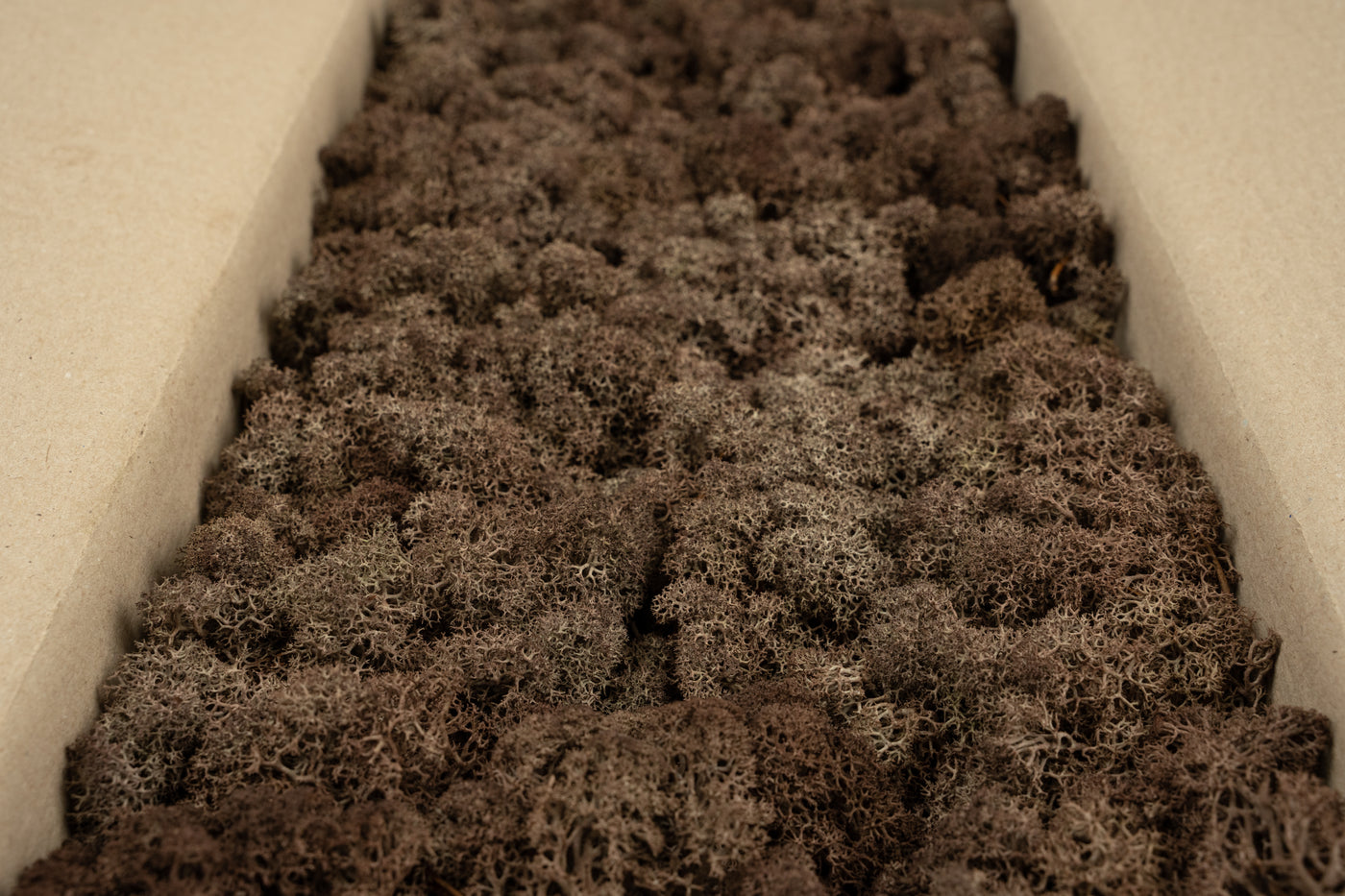 Licheni conservati cu radacina 500 g maro, 10 cutii acopera 1 mp