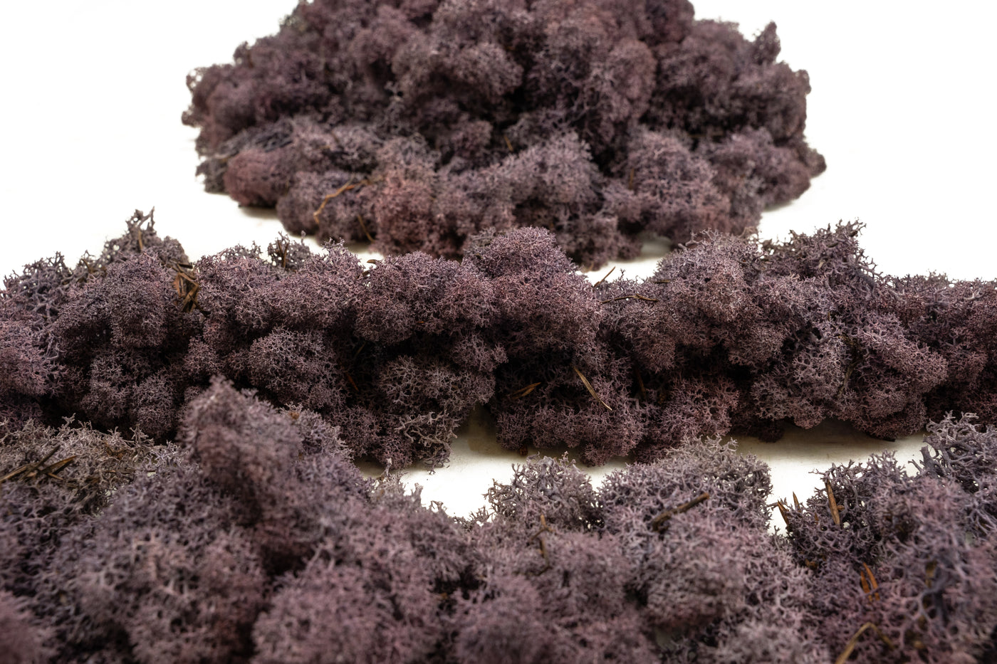 Licheni conservati cu radacina 500 g mov indigo, 10 cutii acopera 1 mp