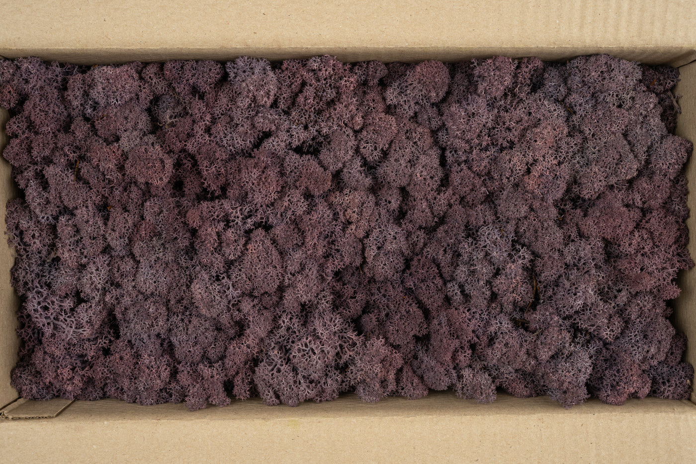Licheni conservati cu radacina 500 g mov indigo, 10 cutii acopera 1 mp