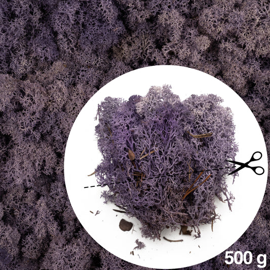 Licheni conservati 0.5kg. mov purpuriu-culoare neuniforma