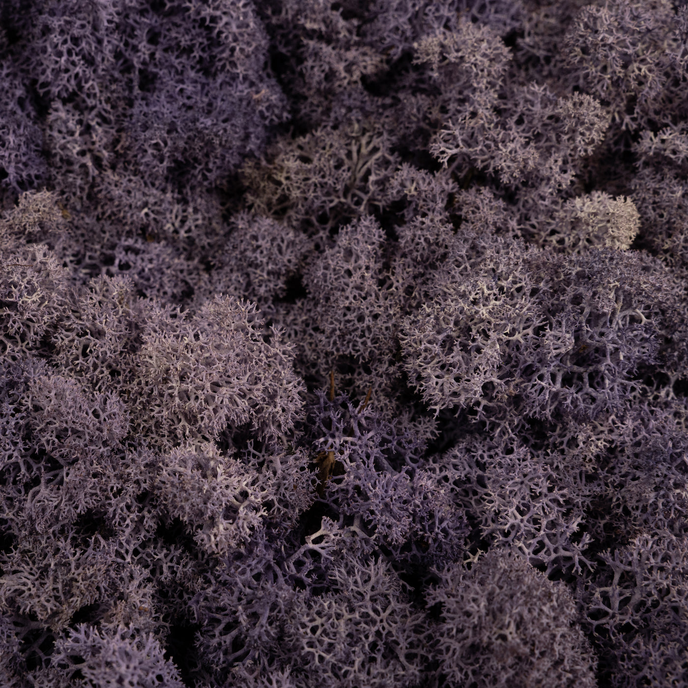 Licheni conservati 0.5kg. mov purpuriu-culoare neuniforma