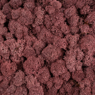 Licheni conservati cu radacina 500 g rosu burgundy, 10 cutii acopera 1 mp