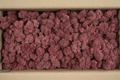 Licheni conservati cu radacina 500 g rosu burgundy, 10 cutii acopera 1 mp