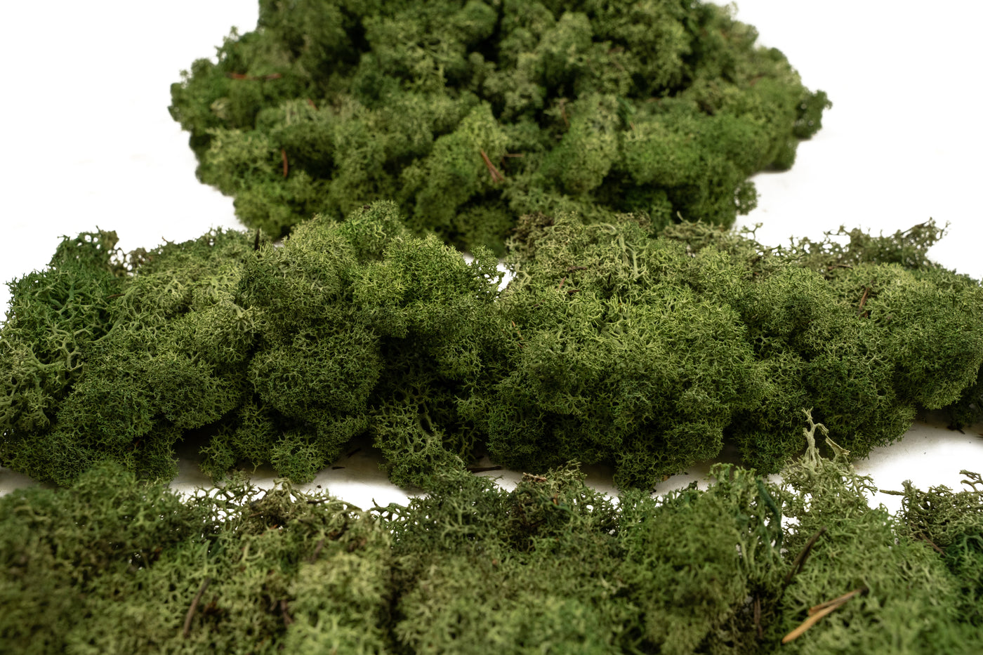 Licheni conservati 0.5kg. verde inchis-culoare neuniforma