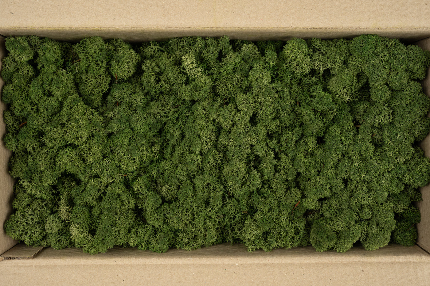 Licheni conservati 0.5kg. verde inchis-culoare neuniforma