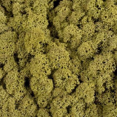 Licheni conservati cu radacina 500 g verde maslin, 10 cutii acopera 1 mp