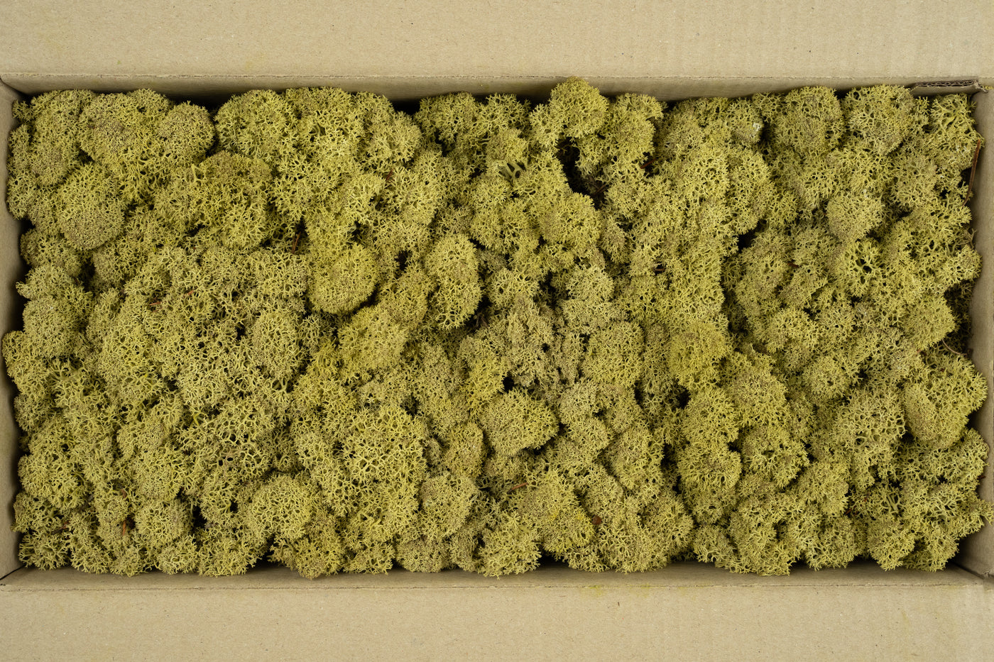 Licheni conservati cu radacina 500 g verde maslin, 10 cutii acopera 1 mp