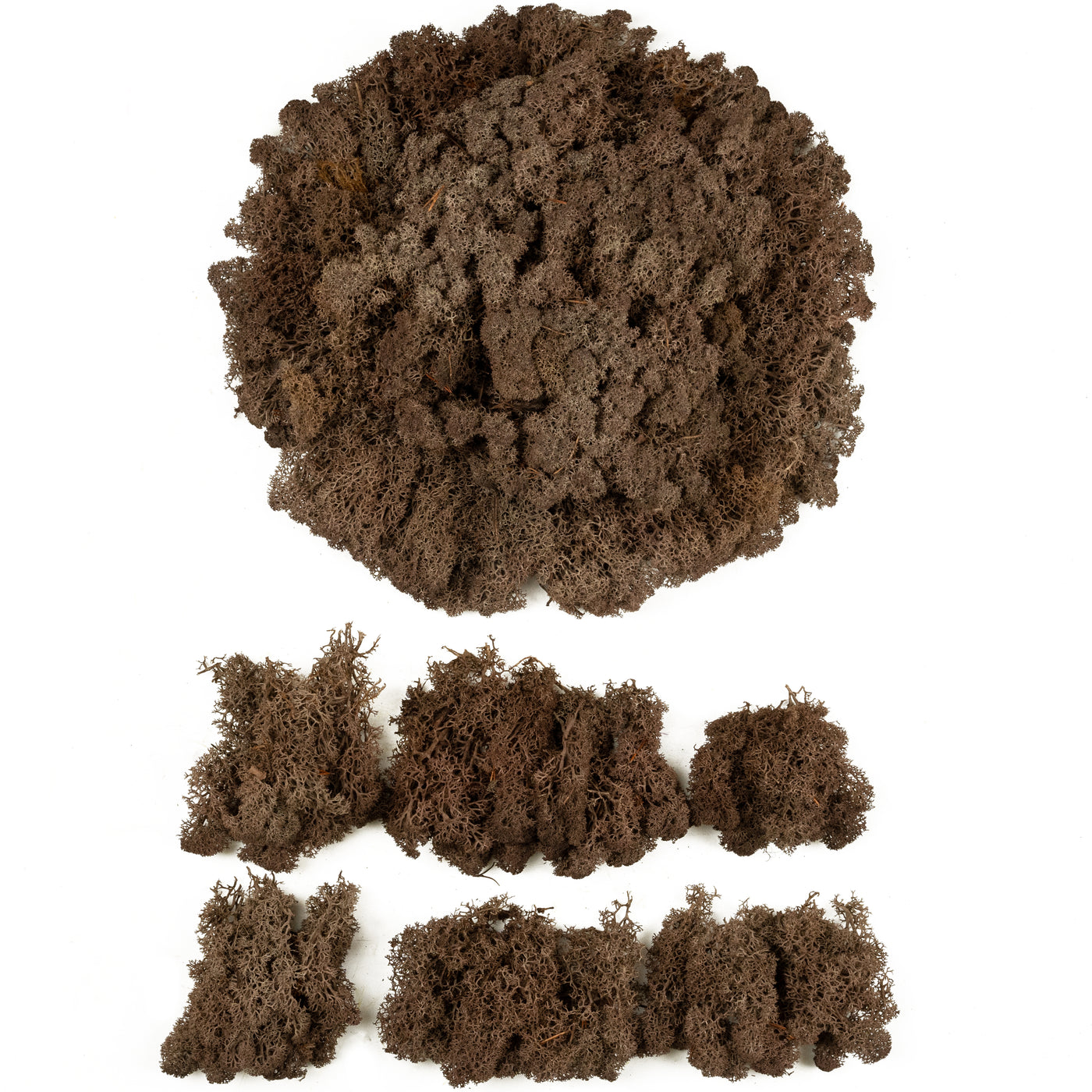 Licheni conservati 2kg. maro