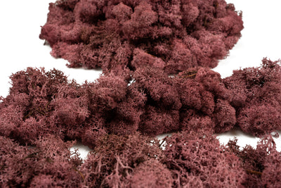 Licheni conservati 2kg. rosu burgundy