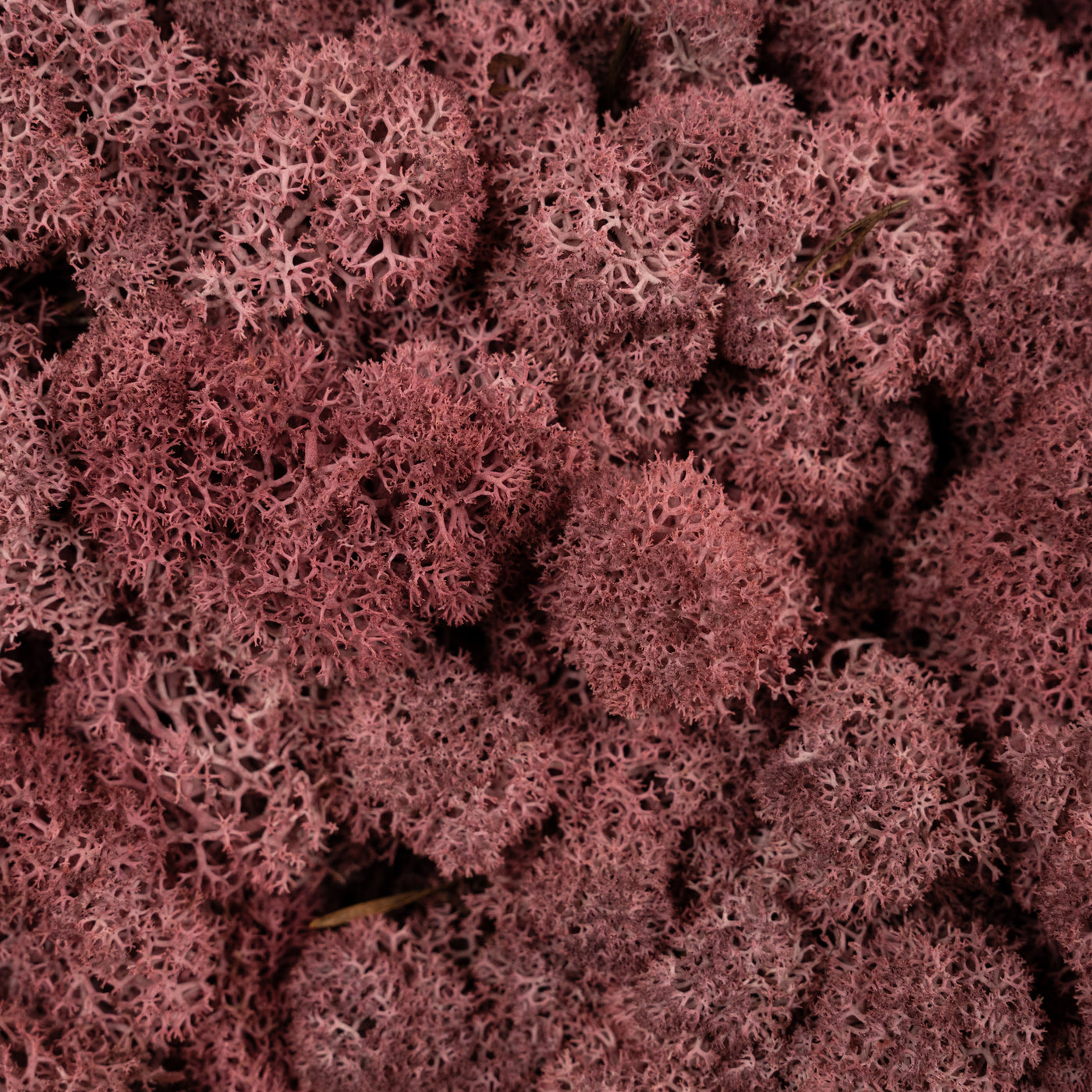 Licheni conservati 2kg. rosu burgundy